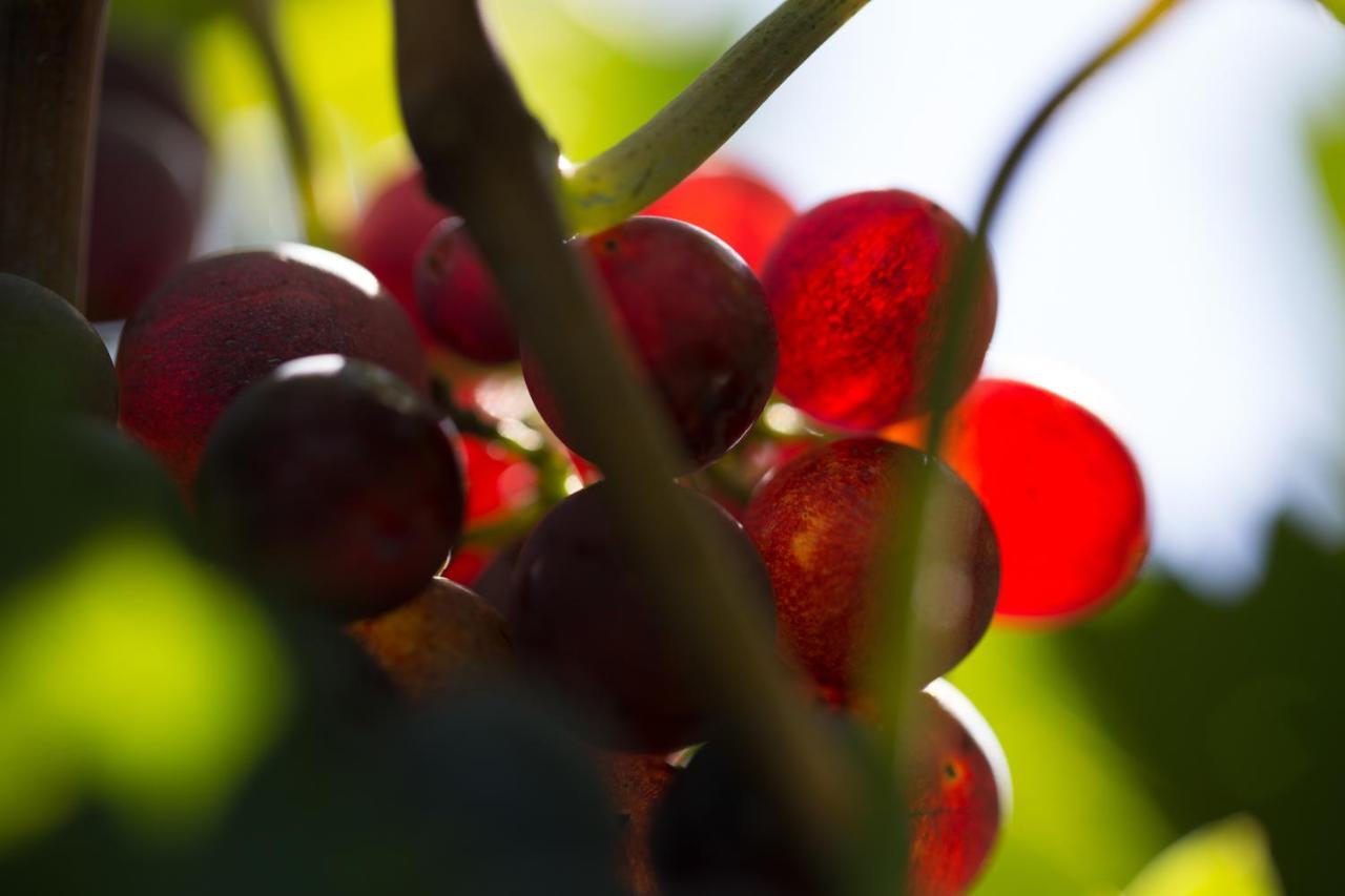 I Dolci Grappoli Villa Larino Bagian luar foto