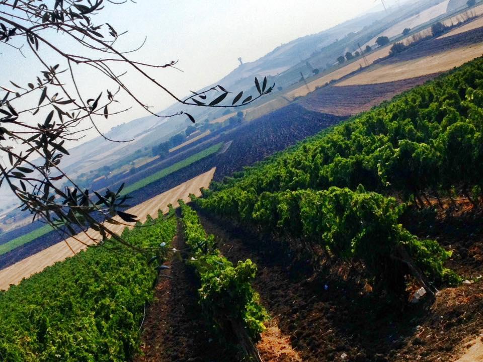 I Dolci Grappoli Villa Larino Bagian luar foto